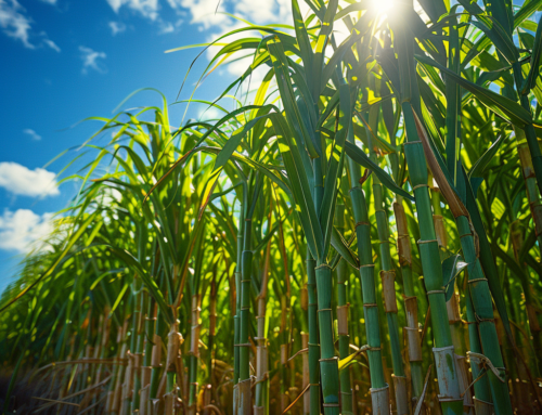 Sugar Plastic: A Sustainable Future for Plastic Packaging